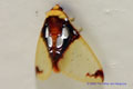 Silver Window Moth